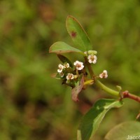 Euphorbia indica Lam.